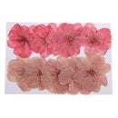 10 Pieces Natural Pressed Dried Sakura Flower Cherry Blossom for DIY Arts Crafts