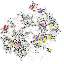 100Pieces 2 Holes Cattle Shapes Wood Buttons for Sewing Crafting