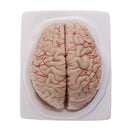 1:1 Life Size Human Brain w/Arteries Educative Model Learning Resources Lab Ornament