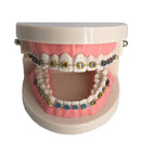 Typodont Demonstration Teeth Model Orthodontic Tooth Model with Bracket