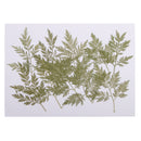 10 Pieces Green Dried Pressed Leaf Leaves Plants Herbarium For Jewelry Postcard Photo Frame Phone Case Making DIY