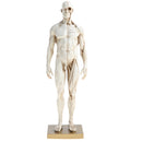 11 Inch Male Anatomy Figure Model Anatomical Reference For Artists - White