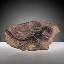 Resin Dinosaur Bone Model Replica Statue Home Wall Plaque Sculpture Figurine