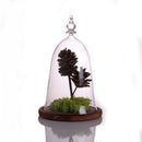 Bell-shaped Glass Cover Vase Micro-Landscape Bottle Terrarium Container Tray
