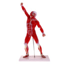 Anatomical Muscular Human Figure Model Medical Anatomy Skeleton Detail Muscle Structure
