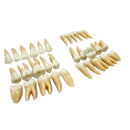 Tooth 32 pcs 1:1 Demonstration Permanent Teeth Teach Study Model