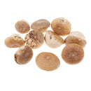 Unique Table Decor Ornaments Natural Dried Plants Mushroom Style Crafts Supply 20-30mm