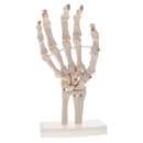 1:1 Life Size Human Hand Joint Skeleton Model on Base for Educational Tool Lab Supplies Lab Ornament