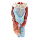 Magnification 2x Human 5 Parts Pharynx And Larynx Skeleton Model School Teaching Display Tool Lab Supplies