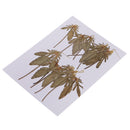 12 Pcs Natural Dried Pressed Flowers Delphinium For DIY Scrapbooking Crafts