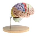 Magnification 2X Removable 4 Parts Human Brain Brainstem Lab Model with Colored Brain Functional Areas Median Section