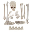 Horrific Skeleton Bones 12 Pieces With Skull for Halloween Party Decorations