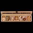 7pcs/ Box Educational Geology Biology Science Kit - Rock and Mineral Collection Natural Paleontological Specimens in a Display Case School Supplies