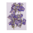 15 Pieces Pressed Dried Larkspur Flowers with Stem Plants Herbarium For Jewelry Postcard Photo Frame For Resin Casting Making Phone Case Decoration