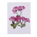 3 Pieces Pressed Dried Flowers Real Flower Sakura Embellishments for DIY Ornament Jewelry Making Candle Making