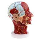Superficial Median Sagittal Plane Of Head Model For Teaching And Presenting