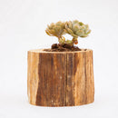 Wooden Cylinder Shape Pot Flower Succulents Planter Garden Outdoor Decor