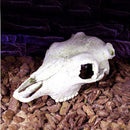 Reptile Vivarium Decoration Tortoise Lizard Breading Hide Cave Aquarium Ornament Resin Platypus Skull