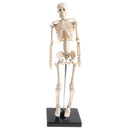 42cm Educational Children Body Skeleton Model With Base Science Anatomy Toy