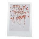 12 Pieces Pressed Real Dried Flowers Babysbreath for DIY Art Craft Scrapbooking