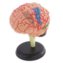 4D Disassembled Anatomical Plastic Human Brain Model Science Biology Teaching Learning Tool