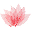 50x Natural Magnolia Skeleton Leaf Leaves Card Scrapbooking Craft Supply Red