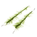 2Pcs Carp Fishing Hair Rigs Braided Line 8