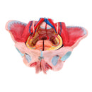 1:1 Life Size Female Pelvis Model with Vessels Ligaments Muscles Nerves & Organs Lab Supplies