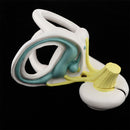 Anatomical Ear Labyrinth Model for School Teaching Supplies