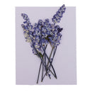 Pack of 10 Mixed Real Pressed Dried Flowers Natural Dry Sage Flowers Embellishments DIY Making Card Handmade Jewelry Resin Crafts Scrapbooking Art Crafts Accessories