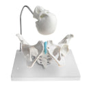 1:1 Human Female Pelvis with Embryo Head Skeleton Model for School Teaching Display Anatomy Toy
