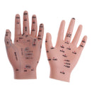 2 Pcs14cm Hand Models Set for Educative Learning Resources Lab Ornament