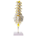 1:1 Human 5 Lumbar Vertebrae with Sacrum Coccyx Skeleton Model School Teaching Tool Lab Supplies