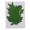 10 Pieces Pressed Natural Dried Flowers Green Leaves for DIY Craft Scrapbooking Jewelry Making Art Crafts