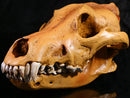 Resin Wolf Skull Replica Head Model Figurine Collection Bar Tabletop Decor