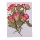 10 Pieces Multiple Pressed Flowers, Rose Buds with Leaves, Real Pressed Dried Flowers for Handmade Scrapboking Wedding Card DIY Resin Jewelry Craft Floral Art Decor