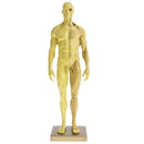 11 Inch Male Anatomy Figure Model Anatomical Reference For Artists - Yellow