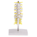 15cm Replica Human 5 Lumbar Vertebrae w/ Sacrum & Coccyx Model School Teaching Tools Lab Equipment
