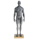 Male Anatomy Figure Superficial Muscle Anatomy Model Lab Ornament - Gray