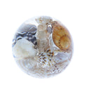 Little Conch Loose Beads Jewelry Making Resin Beads DIY Craft for Cloth Deco