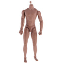 12inch Wide Shoulder Muscular Male 1/6 Figure Body wi/ Neck for TTM18 TTM19 Headsculpt