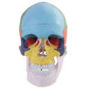 1:1 Safety PVC Colorful 3 Parts Human Skull Anatomical Teaching Art Model Skeleton Cranium Head Halloween Decorations