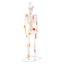 85cm Height Human Full Body Skeleton Bone Model with Ligaments and Muscles School Teaching Equipment