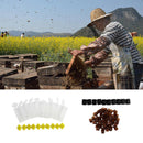 Queen Rearing Cupkit System Bee Beekeeping Catcher Box Safe Tool Kit dsf PAC