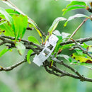 100pcs Veggie Garden Plant Support Clips for Trellis Twine Tomato Greenhouse