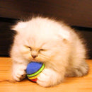 2 Pcs Pet Cat Supplies Kitten Soft Foam Rainbow Play Balls Activity Toys BEJ