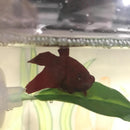 2019 Artificial Plant Leaf Resting Hammock Fish Rest Bed Pretty Aquari UXF PPN