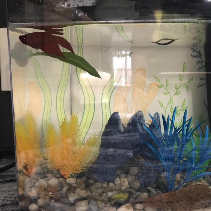 2019 Artificial Plant Leaf Resting Hammock Fish Rest Bed Pretty Aquari UXF PPN