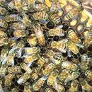 131pcs Complete Bee Queen Rearing Cupkit Box System Beekeeping Cage Cell C SIQ
