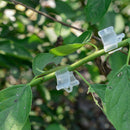 200pcs New Gardening Grafting Clips Garden Vegetable Flower Vine Bushes Plants e